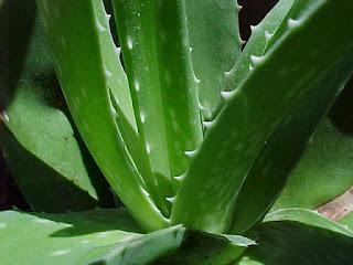 PROPIEDADES DE ALOE VERA