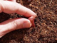 Las Buenas Prácticas Agrícolas en el Cultivo