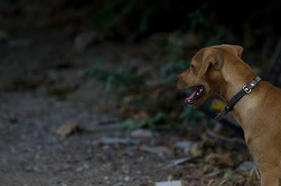 PERRO PERDIDO POR ZARANDONA. (MURCIA).‏ AYUDA PARA ENCONTRARLO!!