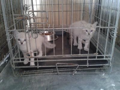 ICE Y NATA, DOS GATITOS MÁS TIRADOS AL REFUGIO DE PERROS‏.