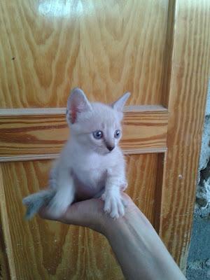 ICE Y NATA, DOS GATITOS MÁS TIRADOS AL REFUGIO DE PERROS‏.