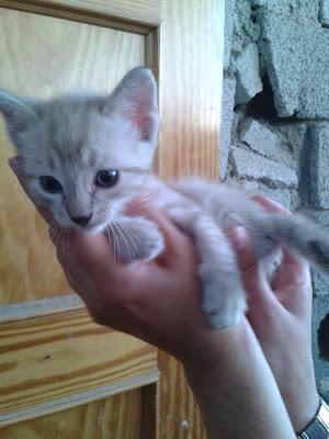 ICE Y NATA, DOS GATITOS MÁS TIRADOS AL REFUGIO DE PERROS‏.