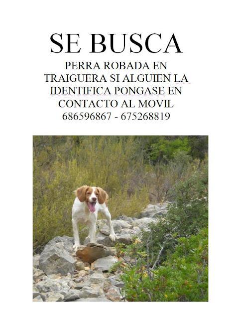 SE BUSCA perrita robada en Castellón.
