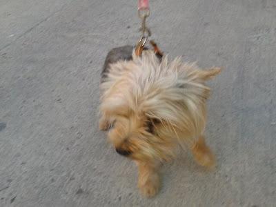 DYLAN YORKSHIRE MACHO DE 3 AÑOS BUSCA ACOGIDA O ADOPCIÓN URGENTE!!