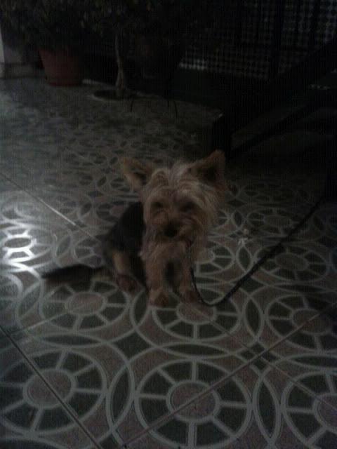 DYLAN YORKSHIRE MACHO DE 3 AÑOS BUSCA ACOGIDA O ADOPCIÓN URGENTE!!