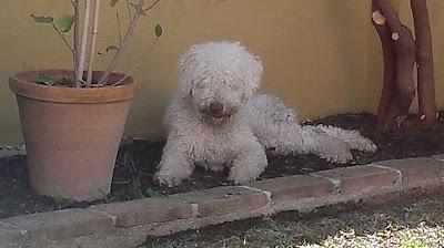 INFORMACION SOBRE EL PERRO DE AGUAS JOVEN QUE QUIEREN SACRIFICAR EL VIERNES. MALAGA‏