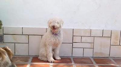 INFORMACION SOBRE EL PERRO DE AGUAS JOVEN QUE QUIEREN SACRIFICAR EL VIERNES. MALAGA‏