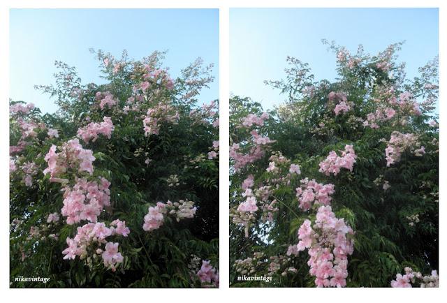 El hibiscus y la trepadora sin nombre