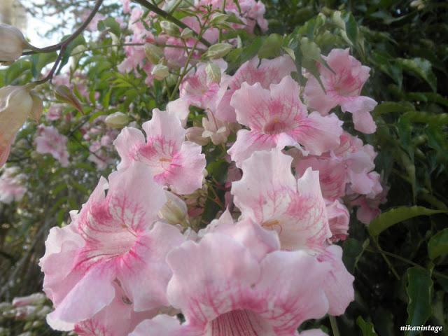 El hibiscus y la trepadora sin nombre