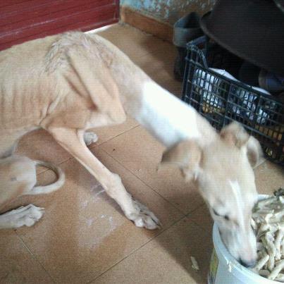 Foto: Esta es Clara, nos la han tirado por detrás de la valla de la protectora. Es muy miedosa y como podéis ver esta en los huesos. Seguramente querrían dejarla morir, pero ella es fuerte y ya por fin esta a salvo. Otro caso mas de maltrato, y que hacen las autoridades: NADA  Está en la protectora de Écija, Sevilla Se envía a toda España. CONTACTO: aprendaquererlos@gmail.com 658 837 194 (Miguel Ángel) 654 456 774 (Vicky)