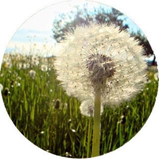 2000 dientes de león y 1 deseo