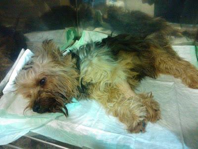 ZEUS NECESITA AYUDA URGENTE!!