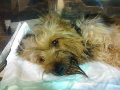 ZEUS NECESITA AYUDA URGENTE!!