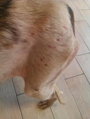 GALGA EN LOS HUESOS, necesito acogida urgente para ella. (MURCIA)