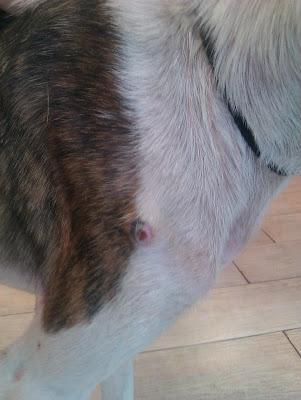 GALGA EN LOS HUESOS, necesito acogida urgente para ella. (MURCIA)