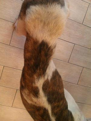 GALGA EN LOS HUESOS, necesito acogida urgente para ella. (MURCIA)