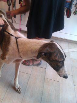 GALGA EN LOS HUESOS, necesito acogida urgente para ella. (MURCIA)