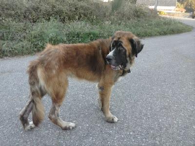 EN ESTADO LAMENTABLE, COMPASIÓN PARA ESTE MASTÍN. YA NO PUEDE MÁS!!. (GALICIA)