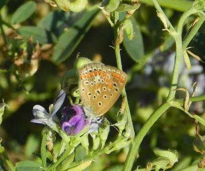 Mariposas de tercera generación: ícaro dos puntos