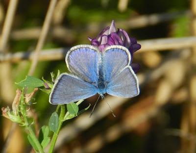 Mariposas de tercera generación: ícaro dos puntos