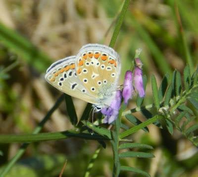 Mariposas de tercera generación: ícaro dos puntos