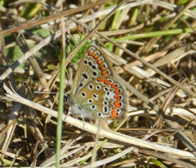 Mariposas de tercera generación: ícaro dos puntos