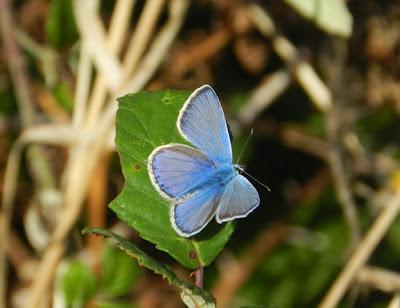 Mariposas de tercera generación: ícaro dos puntos