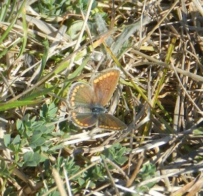 Mariposas de tercera generación: ícaro dos puntos