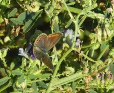 Mariposas de tercera generación: ícaro dos puntos