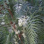 anacahuita, plantas medicinal