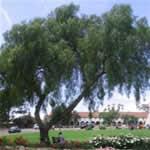 anacahuita, plantas medicinal