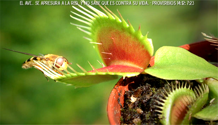 Plantas Carnívoras.