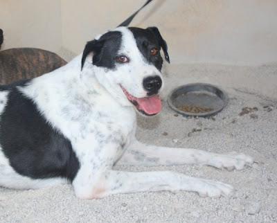 Maxi, merece una familia que lo quiera.