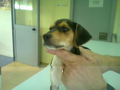 CACHORRITA DE BEAGLE EN LA PERRERA, URGENTE, SACRIFICAN. (CORDOBA‏)