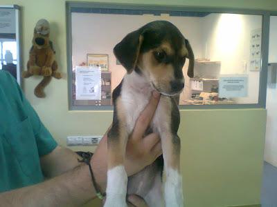 CACHORRITA DE BEAGLE EN LA PERRERA, URGENTE, SACRIFICAN. (CORDOBA‏)