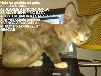 Gata perdida, la buscan (Se llama SARA) Barcelona.
