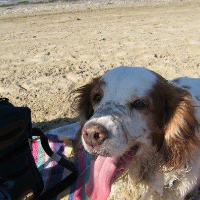 Foto: Muchos sabréis quien es , otros no , muchos sabréis el porque de esta foto precisamente hoy otros  no , a los que no se lo quiero explicar  Ese bretón rebozado en arena es Gordi , el que fue mi compañero peludo cerca de 18 años ( se dice pronto eh?) y es responsable de que hoy esta página exista ( junto a Leo )  Justamente el 21 de Septiembre de hace dos años, tuve que tomar la decisión mas dura de mi vida y dejarlo marchar , hoy lo reconozco me fallan las fuerzas y por eso hoy no será un día normal , lo siento pero hoy no habrá difusiones ,( no , no soy ni tan dura ni tanfuerte como algun@s piensan ) y hoy entenderéis que mi ánimo no está ni para ver atrocidades, ni para aguantar tonterías   Esto solo lo sabía un núcleo de amistades intimas, pero ese 21 de septiembre de hace dos años , no solo se fue Gordi, tb estuve a punto de cerrar la página, y cuando digo  a punto digo tener el puntero del ordenador sobre la opción a falta de un click , en esos momentos de lucha entre cabeza y corazón , me llegaban muchos correos , algunos de amig@s, y conocid@s, otros de gente anónima que me daban ánimos y fuerzas , tb llegaron de los que aprovechan esos momentos de dolor para hurgar en la herida,  ( craso error) , entre esos correos llegó uno que hizo que la página siguiera un día mas y después una semana mas y así hasta hoy , no voy a decir de quien era ese correo ni lo que decía pero el resultado es que hoy tu y yo estemos compartiendo lucha y lágrimas  No me arrepiento de la decisión tomada, no sé si todo esto sirve o no para algo , no sé si algún perro habrá cambiado su destino o se habrá removido alguna conciencia, pero no me arrepiento de nada excepto de no haber sabido mantener la imagen y el  recuerdo de Gordi a salvo de esos que han sido capaces de vomitar su odio en una foto , si así de infantiles son algunos  Y si no me arrepiento de la decisión que tome cuando abrí “perros de casa” y cada día cuando me pongo delante del teclado es porque hoy Gordi sigue vivo en ella , quizás os parezca una tontería pero muchas veces es como si lo sintiera de nuevo echado al lado de la silla mirándome con sus hermosos ojos marrones sin entender porque los míos estaban llenos de lágrimas .. como lo vuelven a estar hoy