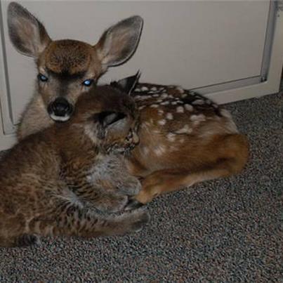 Foto: Un incendio forestal en Santa Bárbara, California, ayudó a forjar unos lazos pocos probables. Rescatados del Fuego , un lince de tres semanas de edad y un cervatillo de tres días se hicieron amigos rápidamente. El rescate de animales en California trajo  al depredador y a la presa juntos. Sin embargo, estos bebés se limitaron a tomar consuelo en la compañía del otro, acurrucándose debajo de un escritorio en una oficina de despacho durante horas.  El gato montés y el cervato normalmente no se colocan juntos, debido a las regulaciones, pero los rescatistas no tenían otra opción. Se trajo el gato montés en primer lugar, encontrandolo deshidratado y casi al borde de la muerte . Más tarde, trajeron al corzo y descubrieron que no tenían una caja lo suficientemente grande para él. No importa - el gatito corrió directamente hacia el corzo, y los dos se hicieron amigos rápidamente.  Gracias a la incansable dedicación de los esfuerzos voluntarios del Equipo de Rescate de Animales, y de Vida Silvestre de Santa Bárbara  Care Network, estos dos animales, y muchos otros fueron rescatados del incendio destructivo.