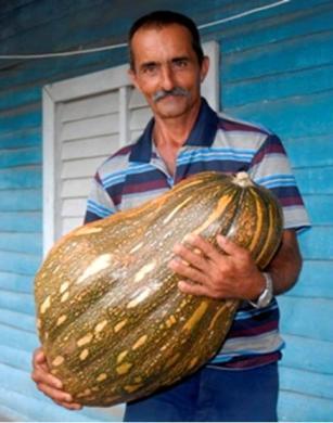 20120921225113-calabaza-cubana-gigante.jpg
