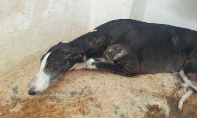 URGENTE!! GALGA, ATRAPADA DURANTE HORAS ENTRE DOS MUROS, AHORA EN LA PERRERA DE HELLIN.