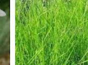 Dragomed Garden: Concepto