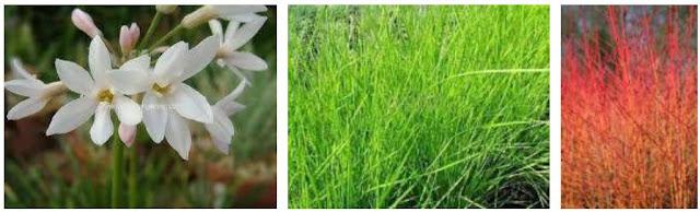 Dragomed Garden: El Concepto