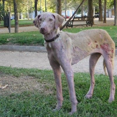 Foto: ACTUALIZACIÓN DEL ESTADO DE CORCHA  20 de septiembre  Ayer Javi y Desy sacaron a Corcha un ratito de la clínica a dar un paseo por el parque y se lo pasó estupendamente olisqueandolo todo. Ya tenemos los resultados de las analíticas: Negativa a Erliquia, Filaria y Leishmania. Hemograma y Bioquimica indican infección pero con higado y riñón bien!!  ENTRA EN LA PÁGINA WEB Y MIRA SU VIDEO! http://www.adanabadajoz.com/