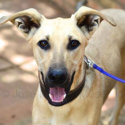 Foto: CHACHO (CACHORRO de cruce de GALGO).   A CHACHO lo recogimos con 3 mesecitos y medio y durante un tiempo ha estado haciendo rehabilitación porque cuando lo recogimos cojeaba de una de sus patitas debido a las palizas recibidas por la persona que lo tenía.   Ahora CHACHO ya ha cumplido los 6 meses y sigue esperando a que alguien se fije en él.   Nos encanta poder decir que es un perro encantador, un poco nervioso, (todavía es un cachorro), muy sociable con todos, personas y animales.   Se ha puesto grande y fuerte. Pesa: 17,500 kg. Altura a la cruz: 64 cm.   ACTUALIZACIÓN 10/08/2012:   CHACHO ya ha terminado su rehabilitación.   El informe final dice:    LA EVOLUCIÓN HA SIDO MUY BUENA EN GENERAL, MUY MUSCULADO Y CON UNA MARCHA MUY ACEPTABLE   DENTRO DE LA LIMITACIÓN QUE LE APORTA LA ANQUILOSIS DE LA RODILLA.   EL CUÁDRICEPS DERECHO SE HA CONSEGUIDO FLEXIBILIZAR Y EVITAR SU FIBROSIS.   EL APOYO DEL PIE DERECHO ES COMPLETO SALVO EN LA CARRERA Y EL TROTE.   VENGA UN HOGAR PARA CHACHO ANTES DE QUE SE HAGA ADULTO !!!!!   Contacto: Estrellaarcadenoe@yahoo.es   tf. 633.685.244   (sino coje el tf. por motivo de trabajo por favor dejele un wasap o un sms. Contestará lo antes posible).