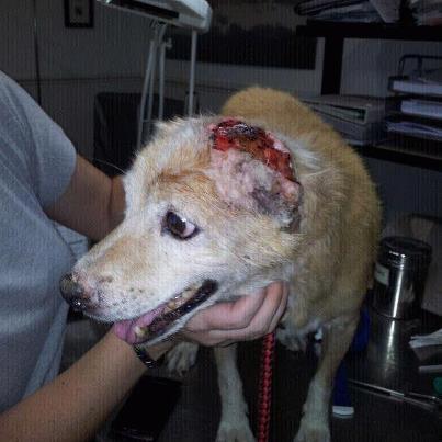 Foto: SURY : ACTUALIZO, A 21 DE SEPTIEMBRE.. chic@s os cuento,como veis en la foto,ya se le está tratando,las fotos son de hace 5 minutos(tarde del 21 de sept,),parece que responde bien al tratamiento,nos dice el vete que tendrá entre 8 y 10 añitos ,y que las heridas tendrían una semana por lo menos,si no empeora la cosa su vida no corre peligro, así que a difundir a tope,tenemos que encontrar un hogar a este superviviente nato.. ES NEGATIVO EN LEISMANIA.. ----------------------- SURY,PERRITO SALVAJEMENTE MUTILADO ..  No se ni como empezar a difundir este caso,como veis es un caso extremo,a esta pobre perrito le han cortado las orejas salvajemente..NECESITA CASA DE ACOGIDA QUE LO CUIDE!!!!!! Tiene infección,se la esta tratando con antibióticos,y a perdido la audición casi seguro.. Necesita de todo como podéis imaginar,ayuda económica,acogida especializada en este tipo de casos y un hogar  sobre todo.. Las imágenes se que son fuertes,pero los que estamos en este mundillo sabemos que es la pura realidad por desgracia y lo que hay..   Una vez mas os pedimos vuestra colaboración en este caso tan complicado,pero entre todos seguro que conseguimos que salga adelante y  que encuentre un hogar tan especial como el mismo..  !!! Máxima difusión !!!  EN LA PERRERA DE HELLÍN (ALBACETE) SE ENVÍA A TODAS LAS PROVINCIAS) SI QUIERES ADOPTAR , PREGUNTAR ALGO ESCRIBE (O LLAMA) A UNO DE LOS CONTACTOS : linaortu@gmail.com  vicfisioperros@hotmail.com Tfno de contacto: 618 89 71 82 (de 10 a 13 h  Si alguien quiere hacer alguna aportación para ayudar a Sury,pongo datos de la cuenta... DATOS:TITULAR : A.D.A. (asociación defensa animales) SAN FRANCISCO DE ASÍS  CAJA MURCIA,nº cuenta: 2043 0316 33 2001204607 BIC CECAESMM043 IBAN ES35 2043 0316 33 2001204607 Cuenta paypal : perreradehellin@gmail.com CONCEPTO :AYUDA PARA SURY.