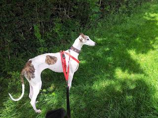 Historias de adoptad@s. Lola