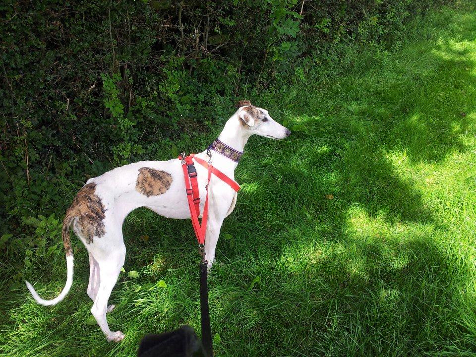 Historias de adoptad@s. Lola