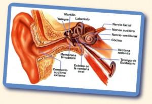 Células Madre Podrían Curar La Sordera