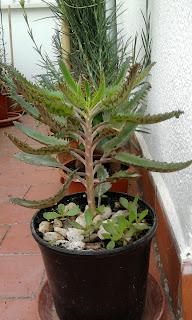 Espinazo del Diablo (Kalanchoe daigremontiana = Bryophyllum daigremontianum)