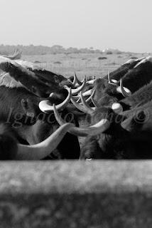 Sueños de Tauromaquia